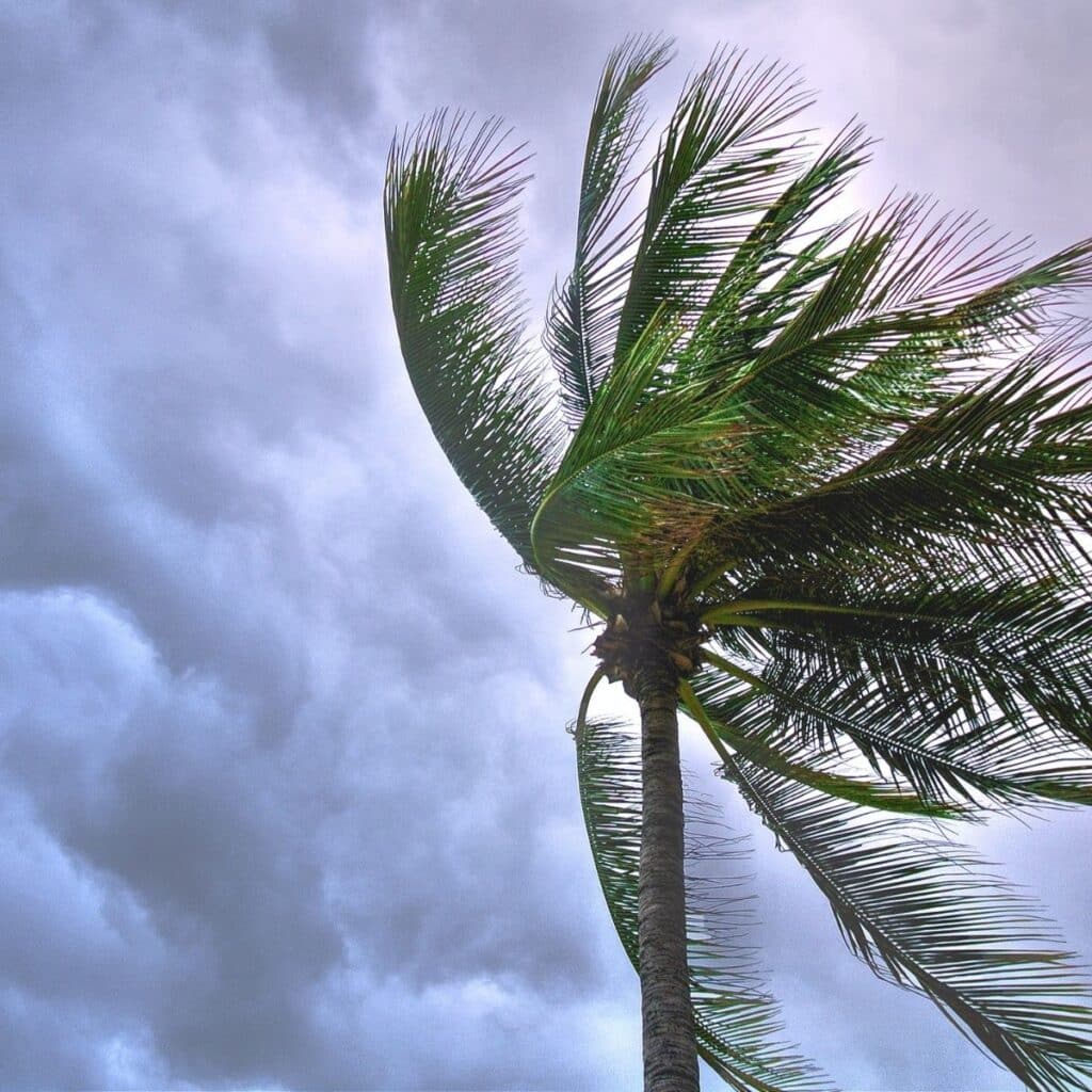 This is an image of a palm tree and wind. Asphalt shingle warranties come with different expectations in Florida due to the climate.